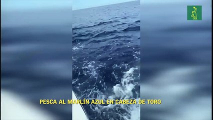 Pesca De Marlín Azul En Cabeza De Toro
