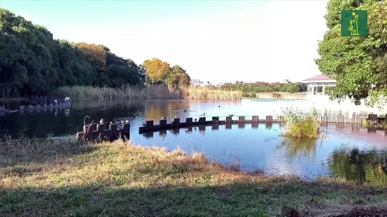Pájaros migratorios de ciudad: Un oasis secreto en la bahía de Tokio
