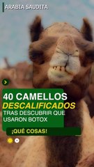 ¡Qué Cosas! Camellos descalificados en concurso de belleza por usa botox