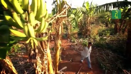 La FAO llama a la acción contra el hambre: "La situación es muy dramática"