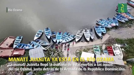 Manatí Juanita ya está en el río Ozama