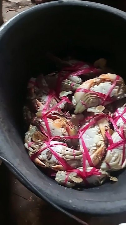 Hasil mancing kepiting 🦀