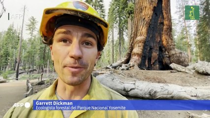 Incendio amenaza a los gigantes secuoyas en California