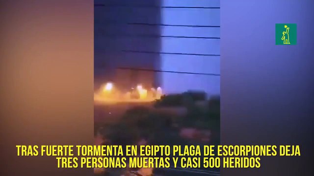 Tras fuerte tormenta en Egipto Plaga de escorpiones deja tres personas muertas y casi 500 heridos