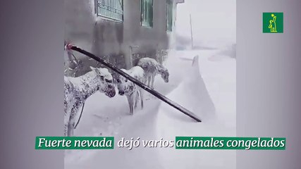 Fuerte nevada dejó Varios animales congelados