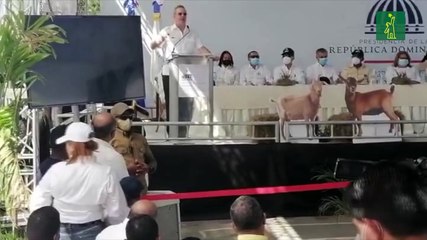 Gobierno apuesta a repoblar de chivos diez provincias del Sur