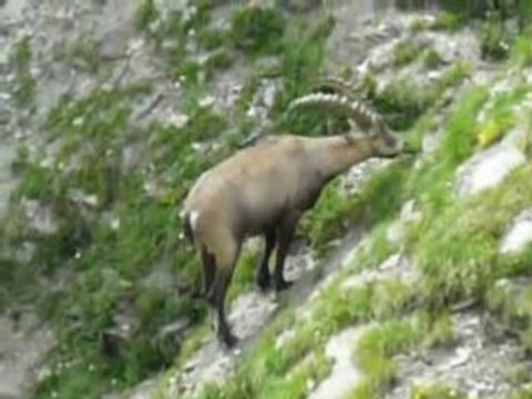 Bouquetin des Alpes