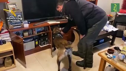 Detenidos 11 miembros de la banda latina Dominican Don't Play en España