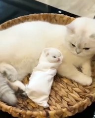 🐾 Get ready to melt your heart with our latest video, "CuteCats - The Ador