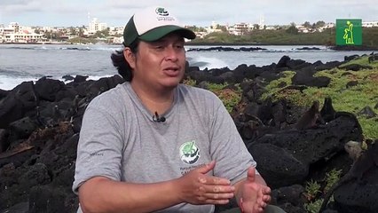 La iguana marina de Galápagos se encuentra en una situación de conservación "vulnerable"