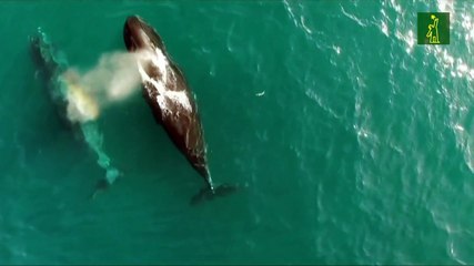 Islandia dejará de cazar ballenas