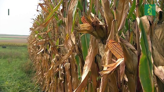Reubicar cultivos haría retroceder 20 años las emisiones de carbono