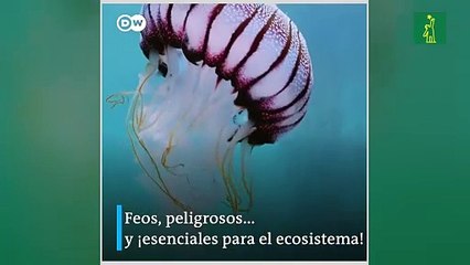 ¿Te parecen feas las cucarachas?, ¿Sabes qué funciones cumplen?