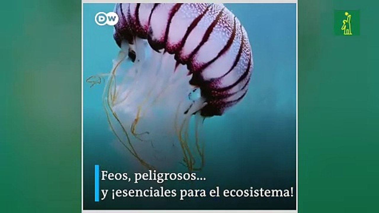 ¿Te parecen feas las cucarachas?, ¿Sabes qué funciones cumplen?