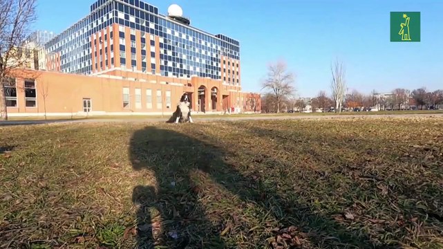 Estudio demuestra que los perros pueden distinguir entre dos idiomas