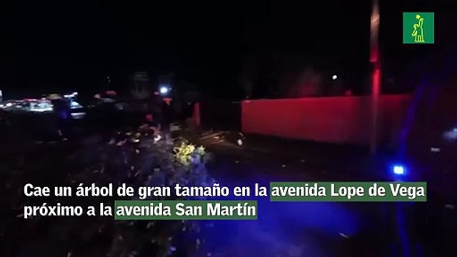 Cae un árbol de gran tamaño en la avenida Lope de Vega próximo a la avenida San Martín