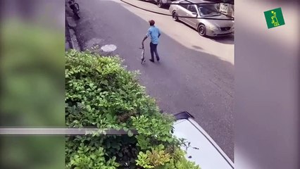 Denuncian hombre que "mató a golpes" a un gato en Los Ríos