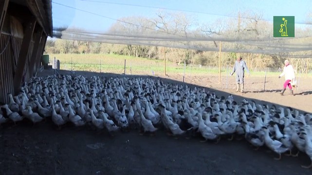 Francia sacrifica a 10 millones de aves por gripe aviar
