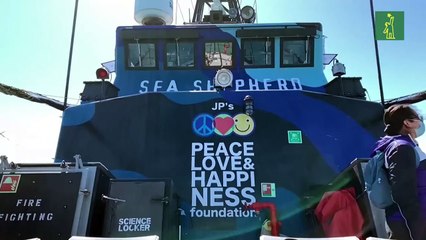 La lucha de Sea Shepherd por mantener con vida a la vaquita marina