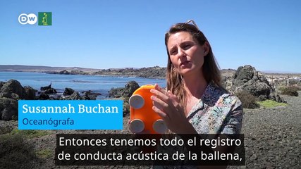 Mapa migratorio de las ballenas ayudará a salvar la especie