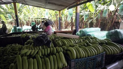 Fincas vacías: guerra en Ucrania profundiza crisis del banano en Ecuador