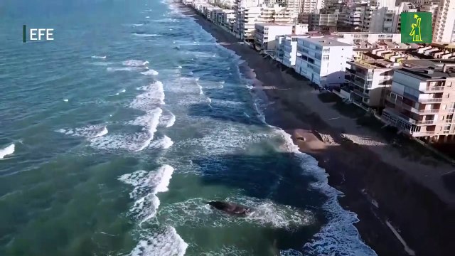 Muere una ballena de 25 toneladas que llegó herida a Tavernes de la Valldigna (Valencia)