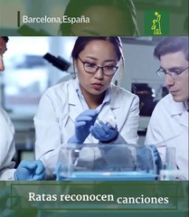 ¡Qué Cosas! - Ratas reconocen canciones