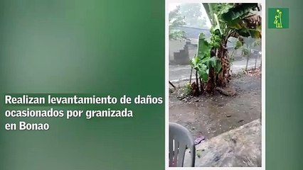 Realizan levantamiento de daños ocasionados por granizada en Bonao