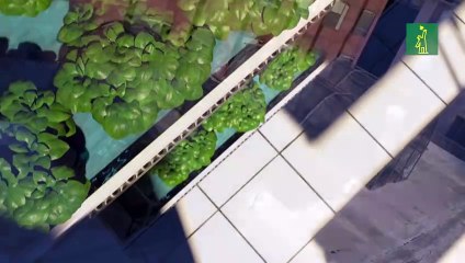 La agricultura urbana