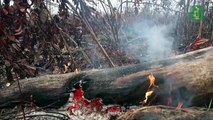 Récord de alertas de deforestación en Amazonía brasileña entre enero y marzo