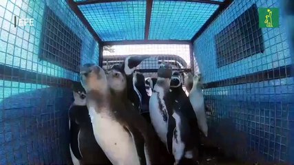 Pingüinos rescatados regresan al mar en Argentina