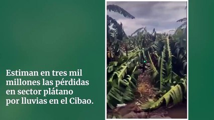 Estiman en tres mil millones las pérdidas en sector plátano por lluvias en el Cibao