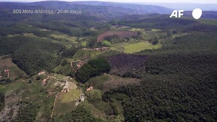 Deforestación se dispara en el Bosque Atlántico de Brasil, según ONG