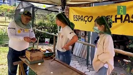 Abejas sin aguijón, un tesoro poco conocido de Brasil