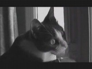 Chat vs mouche