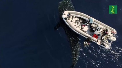 "La Isla de los Gigantes", el misterio del pez más grande del mundo
