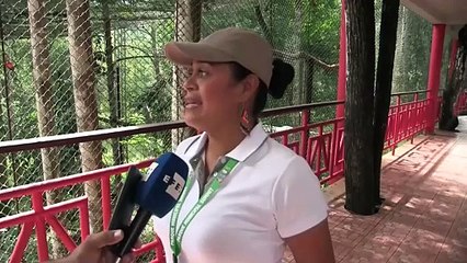 El águila harpía, el ave emblema, es traficada en el mercado negro en Panamá