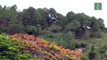 Entre una acelerada destrucción de sus bosques Honduras conmemora el 