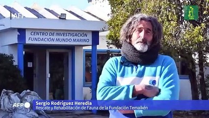 Regresan al mar a lobo marino rescatado en Argentina