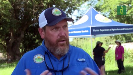 El caracol gigante africano preocupa a un condado de Florida