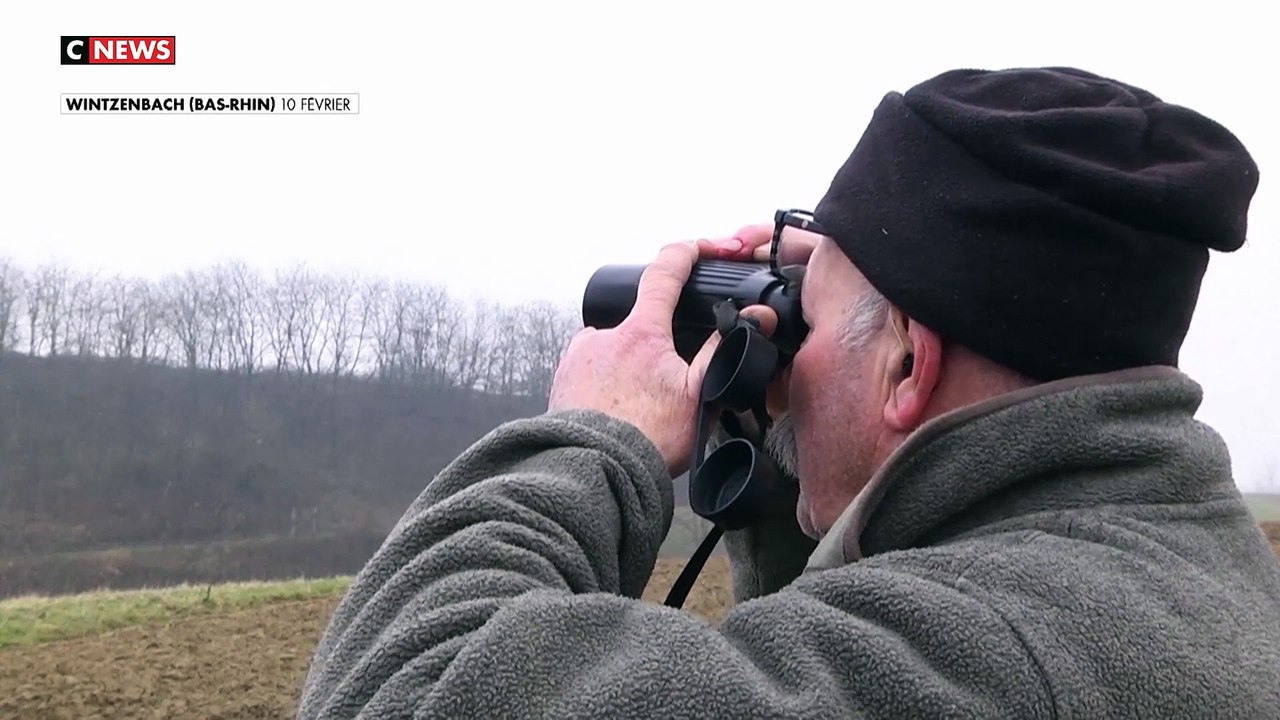 Changement climatique : les cigognes ne migrent plus, elles restent en Alsace