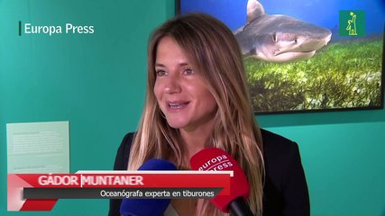 'Sharks de Brian Skerry', la exposición inmersiva que desmitifica al tiburón