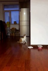 Cute animals😼🦮🙄#animals #shorts #cuteanimals