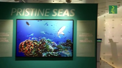 National Geographic organiza una exposición sobre tiburones en Barcelona