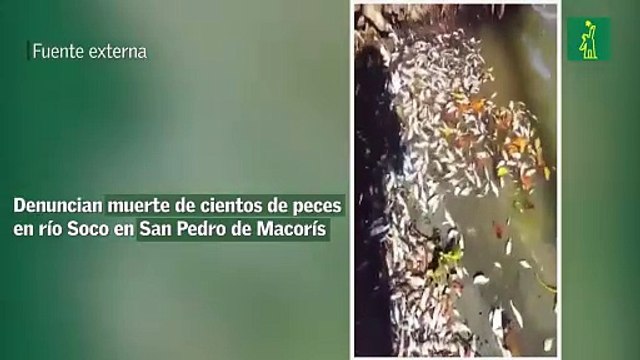 Denuncian muerte de cientos de peces en río Soco en San Pedro de Macorís