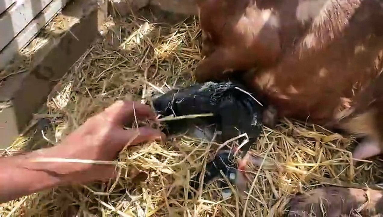 shehar mein dehat ep 149 animal mini zoo 2025Last Bkri Ny Bhi 2 Cute Bachy De Dye  Lkn Maa Ny Bachi Ko Nhi Apnaya