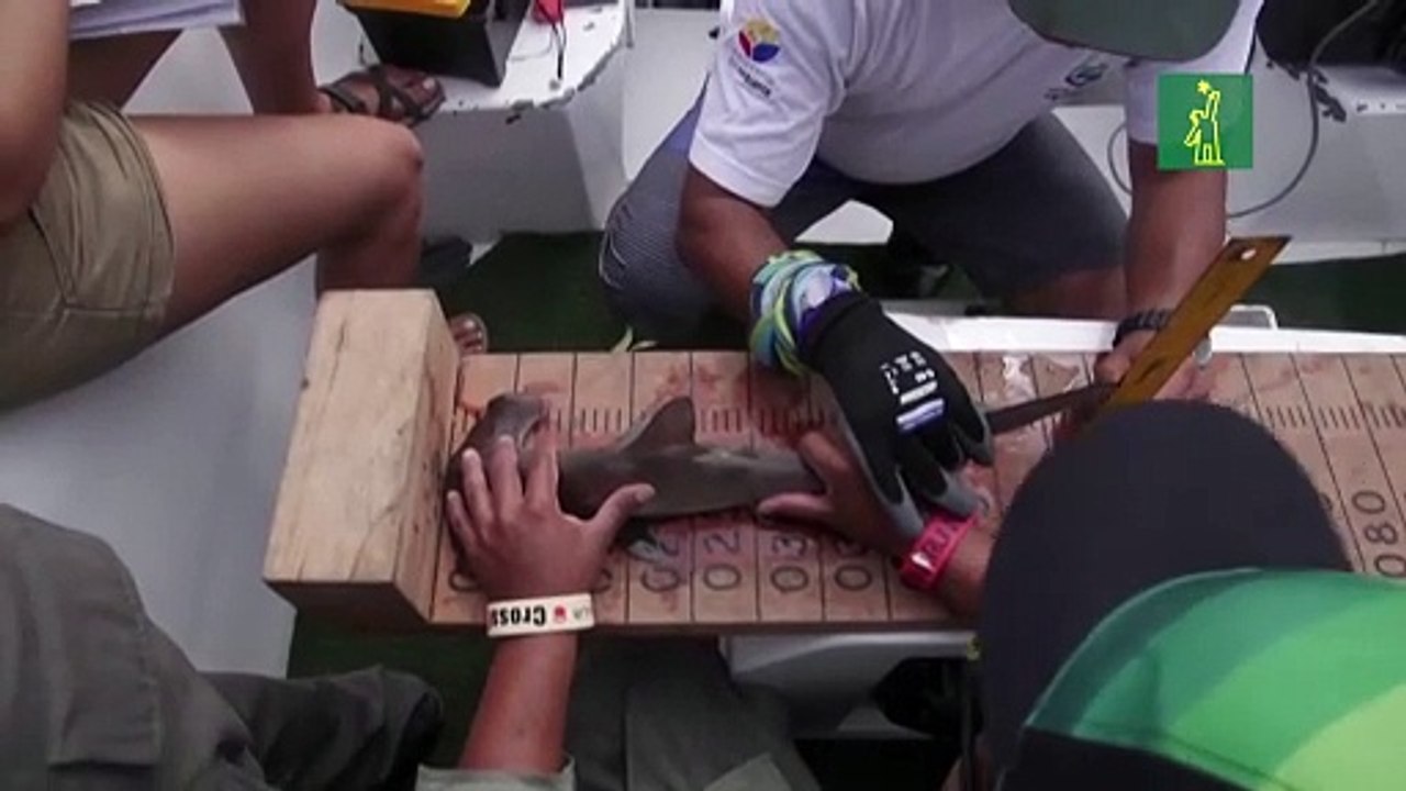 La cumbre de especies amenazadas aprueba protección a tiburones