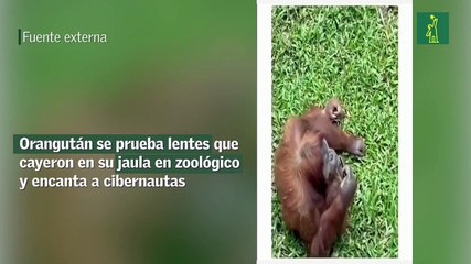 Orangután se prueba lentes que cayeron en su jaula en zoológico y encanta a cibernautas