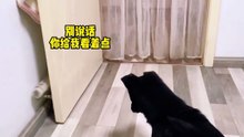 搞笑動物系列第192集-貓：總有狗想坐享其成