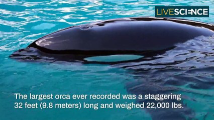 Facts About Orca Killer Whales